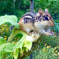 果冻传媒入口 （心眼儿）