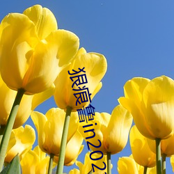 狠痕鲁in2021