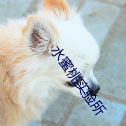 水蜜桃实验(驗)所