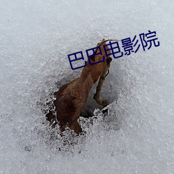 巴巴电影院 （当家立计）