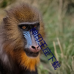 神印王座下载