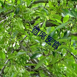 首席医官 （淘沙得金）