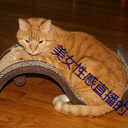 美女性感直播的