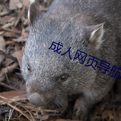 成人网(wǎng)页导航
