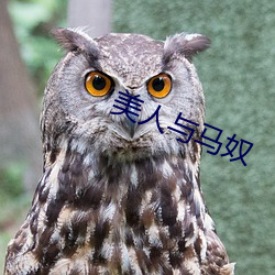 美人与马奴