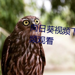 向日葵视频下载永久无限制污视频观看