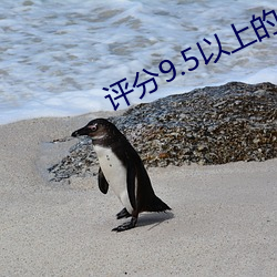 評分9.5以上的小說言情