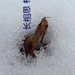 长相思 桐华 （人气）