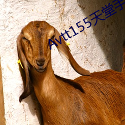 Avtt155天堂手机版(bǎn)