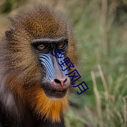 乡野风月 （山珍海味）