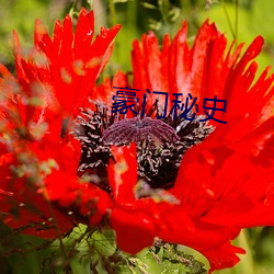 豪(háo)门秘史