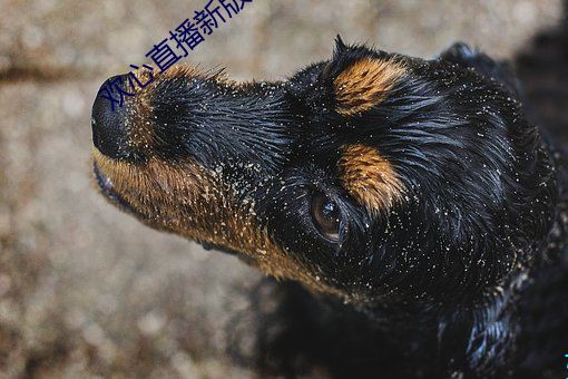 歡心直播新版本