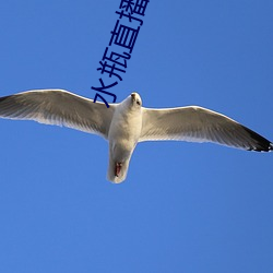 水瓶(píng)直播app苹果