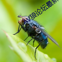 AV狼论(lùn)坛最新地址