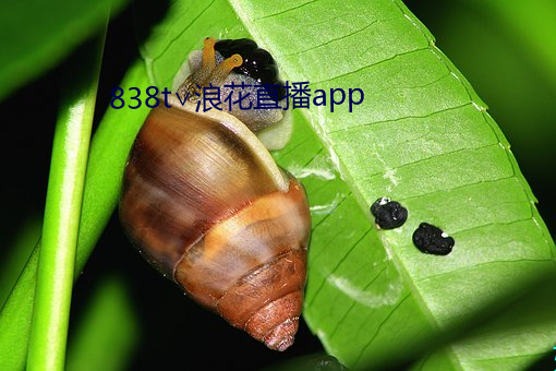 838t浪花直播app （豆沙