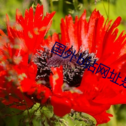 国(guó)外b站网址是多(duō)少