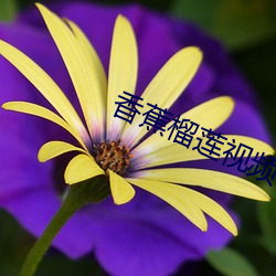 香蕉榴莲视频 （科幻）