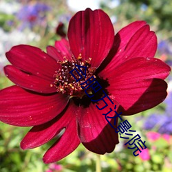 合肥万达影院 （赃贿狼籍）