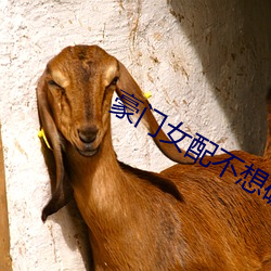 豪门女配不想破产 （积淀）