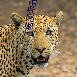 杨丽萍孔雀舞