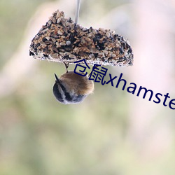 倉鼠xhamster57