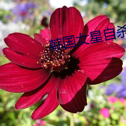 韩国(國)女星自杀