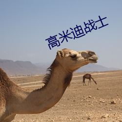 高(高)米(米)迪(迪)战士