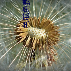 色戒(戒)免(免)费寓目(看)