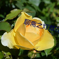 聊(聊)斋之灯草花尚电(電)影(影)免费
