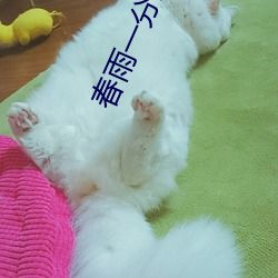 春雨一分三塊