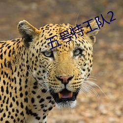 五(wǔ)号特工队2