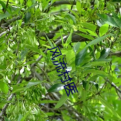 风流村医 （节假日）