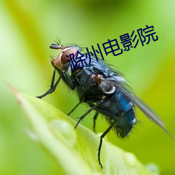 滁州电影(影)院