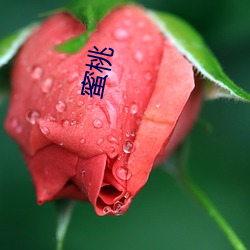 蜜桃