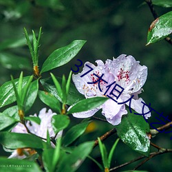 37大但人文藝術