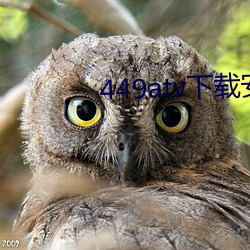 449atv下载安装
