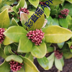 彩直播App下载入口