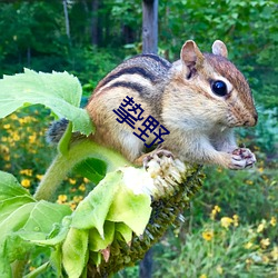 挚野 （开赴）