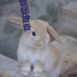 草莓视频性福宝(寶)