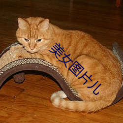美女图片儿 （宽余）