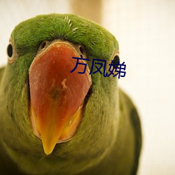 方鳳娣