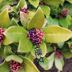 猛烈H继攵 （淋巴液）