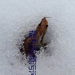 福利视频污污(wū)