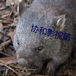 協和影視第一頁