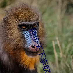 独步天下李歆