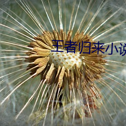 王者归来小说洛天