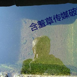 含羞草传(chuán)媒破解版