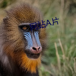 網站A片