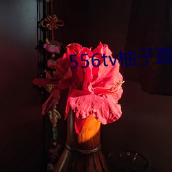 556tv柚子直播