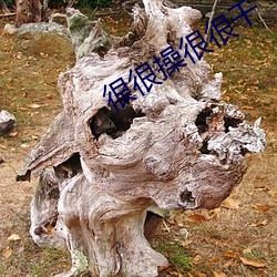 很很操很很幹